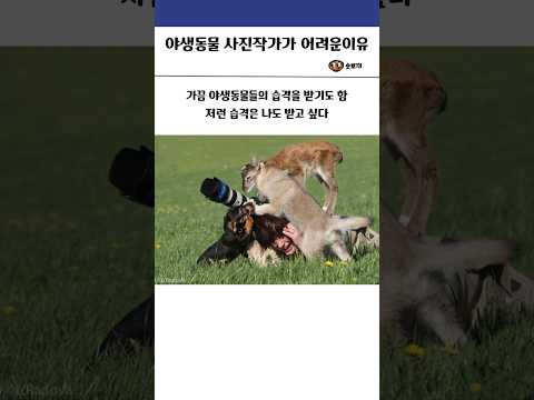 야생동물 사진작가가 어려운 이유