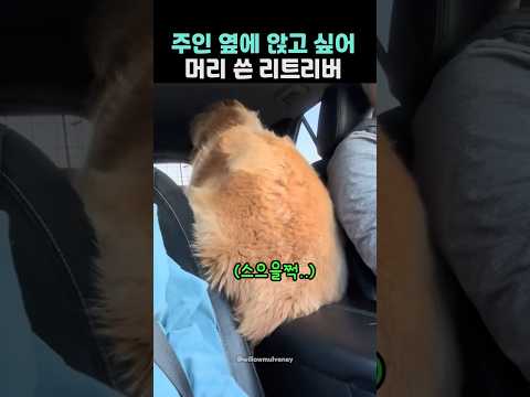 주인 옆에 앉고 싶어 머리 쓴 리트리버ㅋ