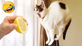 The funniest animals / Fun with cats and dogs 2024 / LA #147