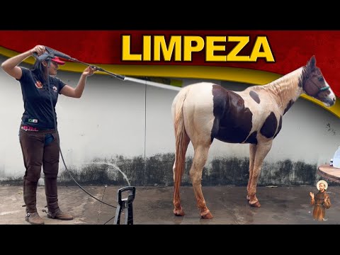 Desencardindo o Cavalo