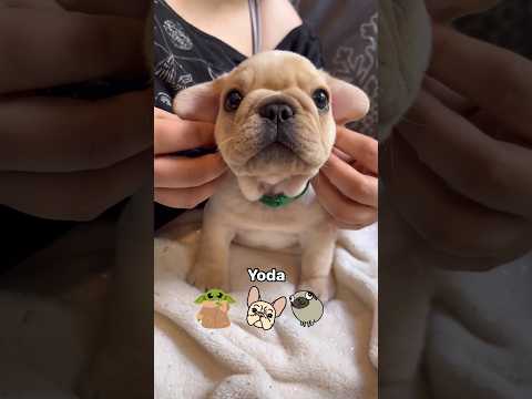 Yoda? Frenchie? Pug? You decide #dog #funny #pets #dogs #puppy #pug #frenchie #cute