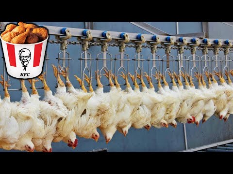 COMO se HACE el POLLO FRITO de KFC🍗🐔| ASÍ se PRODUCEN millones de POLLOS de KFC
