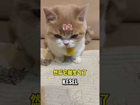 Koko dikasih makanan serba mini 🤣 #kucing #koko #shorts