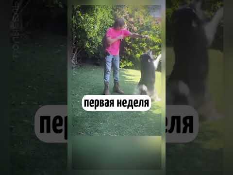 Никто до последнего не верил! Хаски с характером…