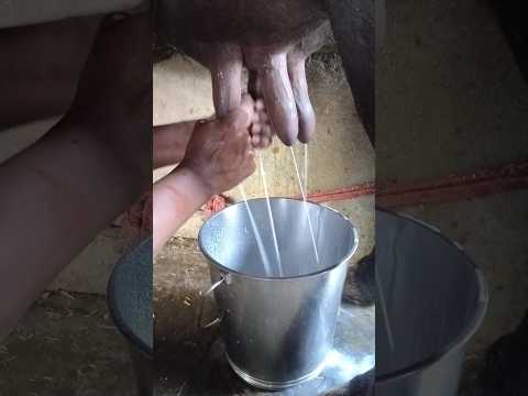 #milk #buffalo #cow #murrabhains #dairyfarm #farm #viralshorts #viralshort #dudh ##shorts