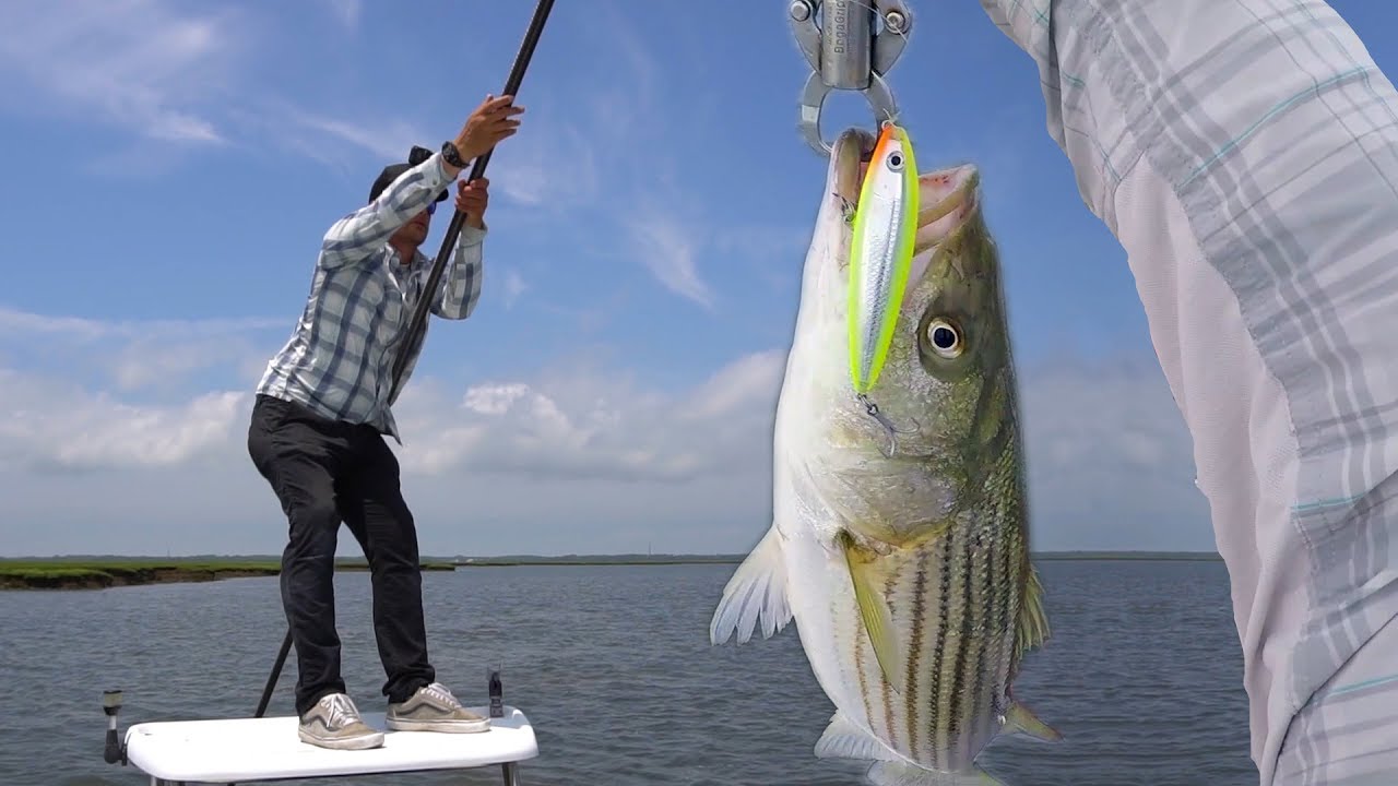 Poling the Flats for Topwater Striper Field Trips New Jersey