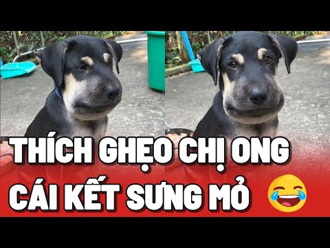 Thanh niên chó thích ghẹo Chị Ong Nâu Nâu và cái kết sưng mỏ 😂