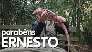 Hoje é dia mundial do LAGARTO.