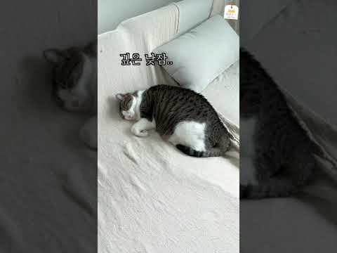 깊게 잠든 고양이에게 귓속말로 이름을 불렀더니ㅋㅋㅋ