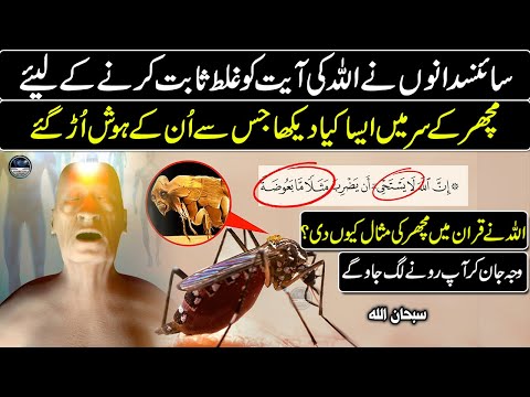 Why Did Allah Create Mosquitoes? The Answer Will Shock You -  "Miracle of the Quran"