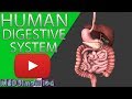 Exploring the Human Digestive System