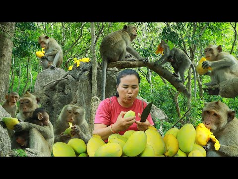 Survival in the rainforest- found mango for eat & eat with monkey