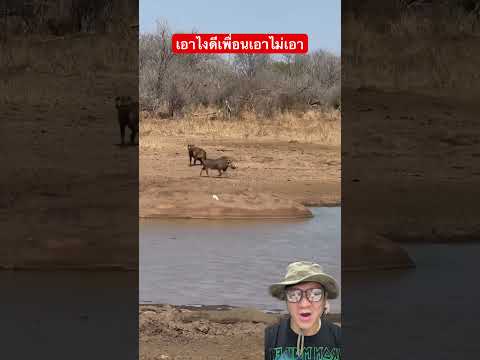 ไฮยีน่ามาเจอกับหมูป่า