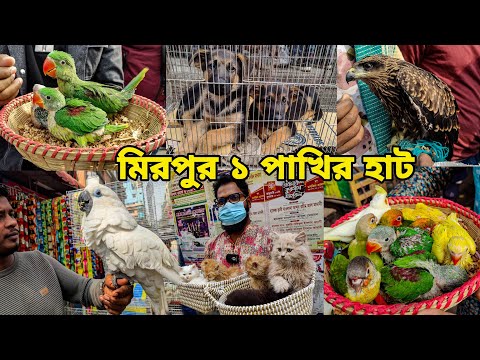 টিয়া পাখির বাচ্চা স্পেশাল_মিরপুর ১ পাখির হাট_চন্দনা টিয়া,ঈগল,Betta_Macaw_Mirpur 1 pakhir haat 2025