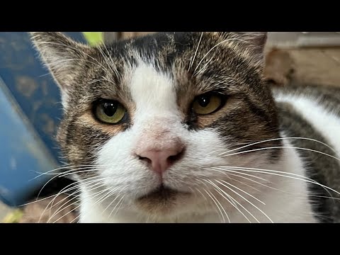 Woman does the sweetest thing for shy street cat