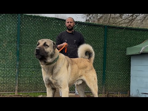 DÜNYANIN EN BÜYÜK VE GÜÇLÜ KORUMA KÖPEKLERİ | ANATOLIAN SHEPHERD DOG | AHALİ KANGAL ÇİFTLİĞİ