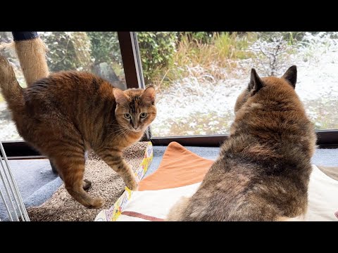 雪に夢中な柴犬に甘えるチャンスと寄って来る猫が可愛い