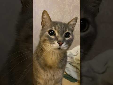 Подпишись на котика, поддержи его❤️