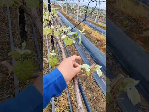 grapes 🍇 pruning techniques #satisfying #short #pruning