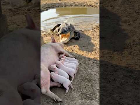 A strong bond #animals #wildliferescue