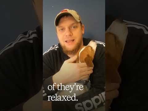 Jack Russell's Hug: A True Sign of Love