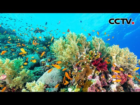 【4K】被称作“热带海洋沙漠中的绿洲”！珊瑚礁拥有惊人的生物多样性 | CCTV - YouTube