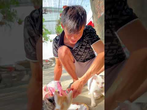 spread kindness and love(lan tỏa lòng tốt và tình yêu)#cats #catlover #cat