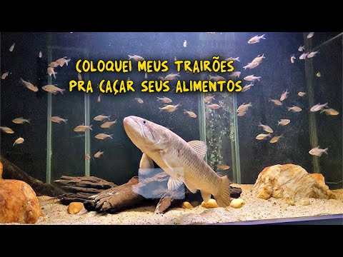 ALIMENTAÇÃO DOS TRAÍRÕES!