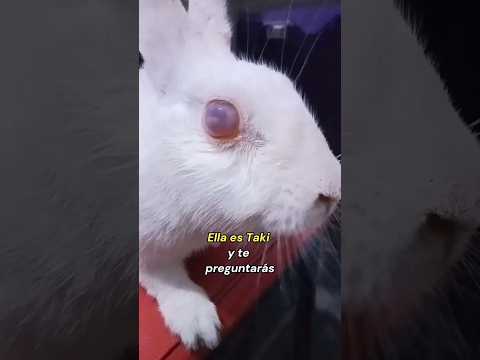El ojo derecho de Taki #historia #taki #petstory #storytime