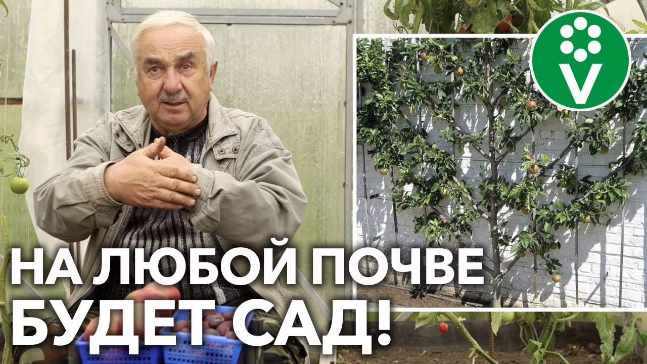 Как высаживать саженцы в сложных условиях! Руководство по закладке сада!