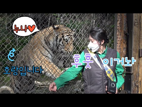 ★에버랜드 한국호랑이★ 호랑이야 사람이야? 진짜 웃겨요! 이지연 사육사와 함께 하는 웃음폭발 애니멀톡 (무궁이는 50초 동안 서 있었고, 태범이는 안녕 했음)