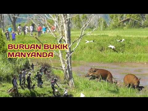 Nasib Malang Si Hama Babi di Buruan Bukik Manyanda, Babi Pergi Minum Malah di Kejar Ramai Ramai