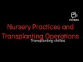 Transplanting Seedlings and Nursery Practices