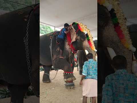 അതു പൊളിച്ചു പാപ്പാനെ....Kerala Elephant