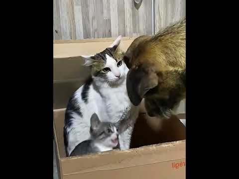 The cat’s gaze#cat #cats #interesting #catlover #fyp #funnycats #viral #funnycat #foryou #usa