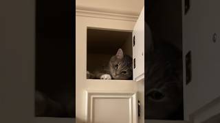 Kuzco Cat RIP | Remembering the viral Cabinet Kitty | Rainbow Bridge 🐱