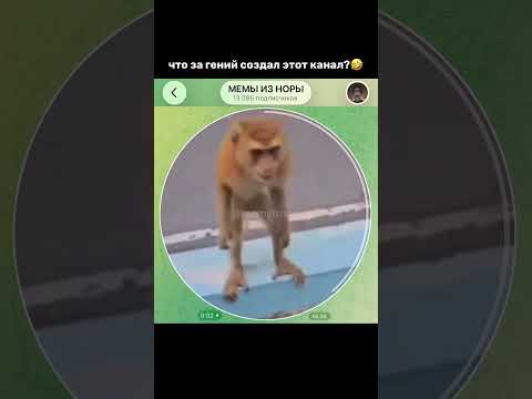 Тгк: memyiznory #мемы #прикол #кружок #мем #приколы #юмор #смешно