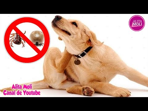 Termina con las pulgas y garrapatas de tu casa usando estos potentes remedios caseros!