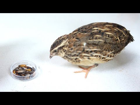 家の中で発生した害虫をウズラに退治してもらう