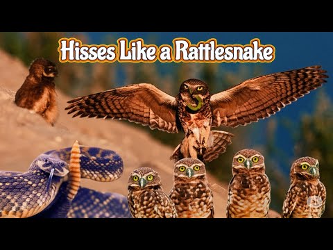 Cute Owl That Hisses Like a Rattlesnake: Secrets of the Burrowing Owl