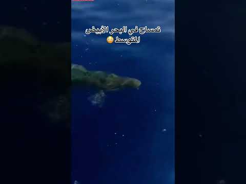 تمساح في بحر الأبيض المتوسط 🤦‍♂️ المغاربة والجزائريين ردو بالكم هاد الصيف 🇩🇿🇲🇦 #المغرب #maroc
