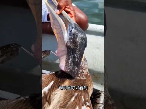 I found a sea urchin with a cut stuck in its throat #youtubeshorts #animals #sort #babyanimals