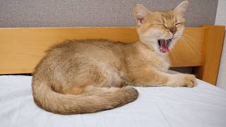 Cute cats relaxing on their owner's bed...