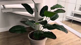 Para quem ama plantas mas não tem tempo para cuidar muito barato