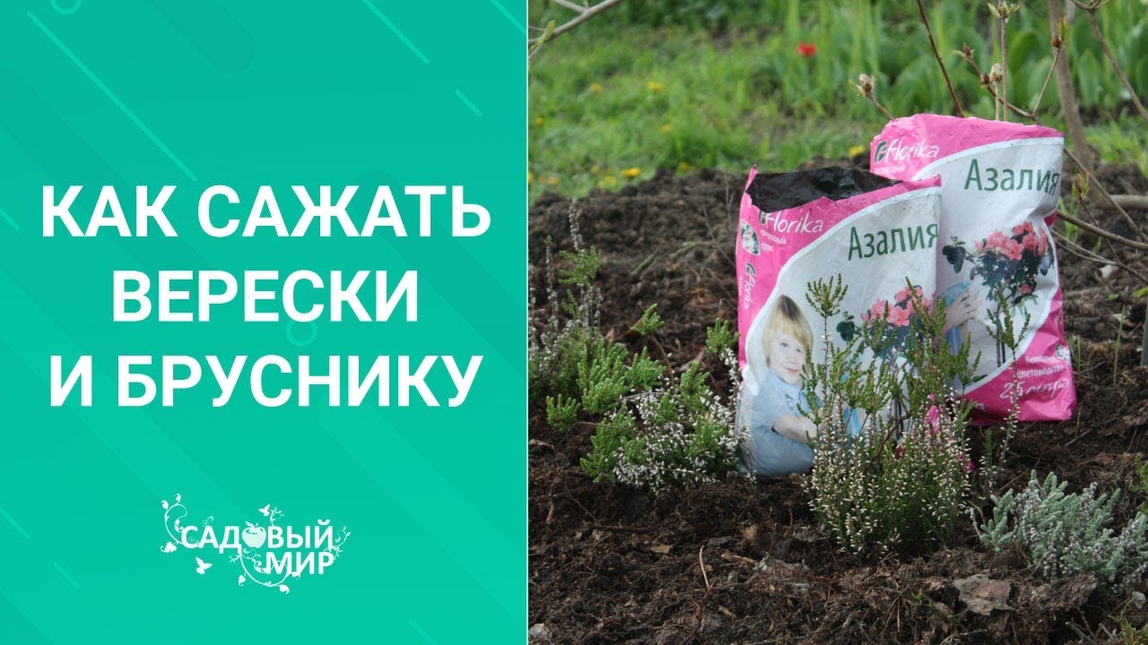 Как сажать верески и бруснику