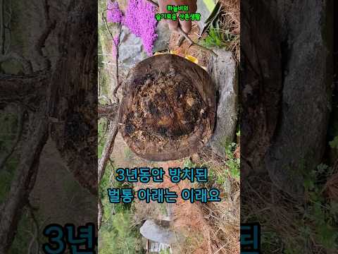 3년동안 깊은 산속서 방치된 토종벌통 아래는 이래요#토종벌