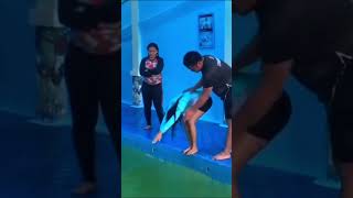 Learn to Swim But Jump Wrongly And The Funny Ending 😂 #funny #memes #comedy