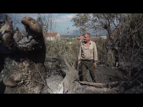 YouTube video thumbnail: Greek Farmer Mourns 150-Year-old Olive Trees Lost to Wildfire
