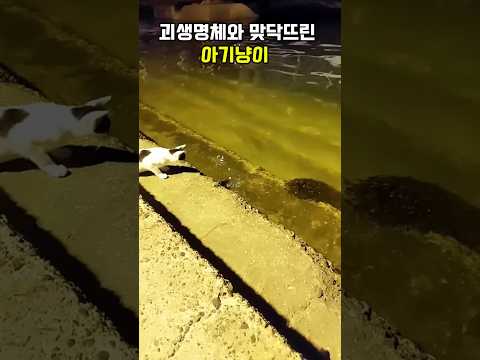괴 생명체와 맞닥뜨린 아기냥이