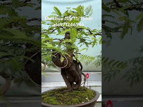 Me chua bonsai đẹp giao lưu toàn quốc